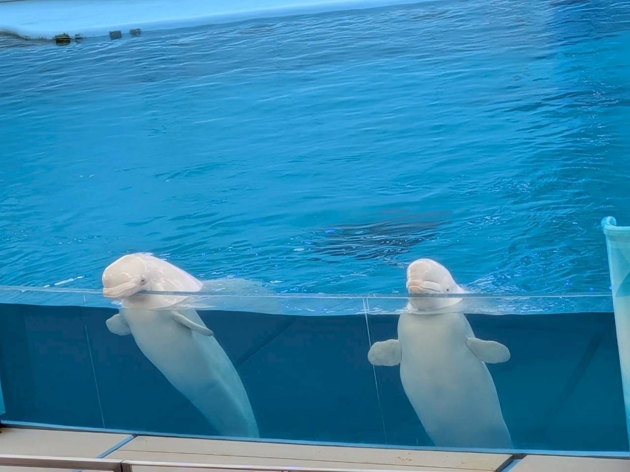 🐬八景島シーパラダイス遠足に行ってきました！🍖