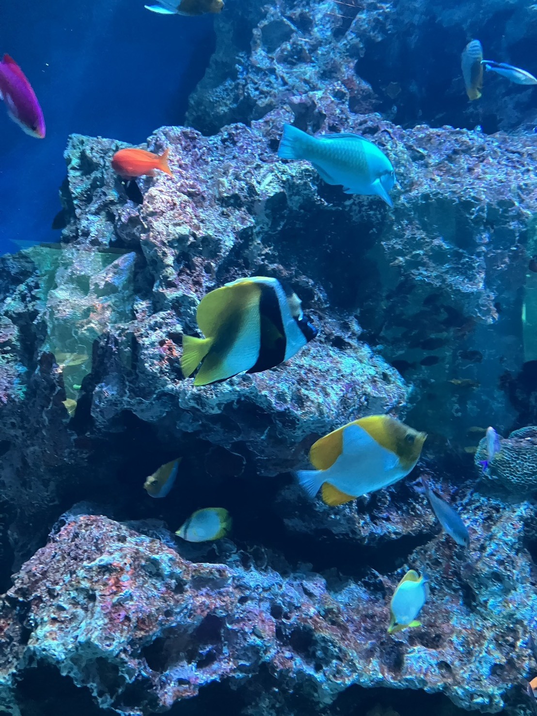 【川崎】🐠「アクアパーク品川」遠足に行ってきました!✨