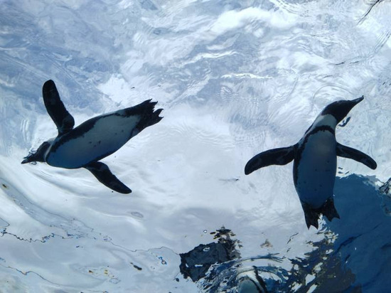 特別活動「サンシャイン水族館」