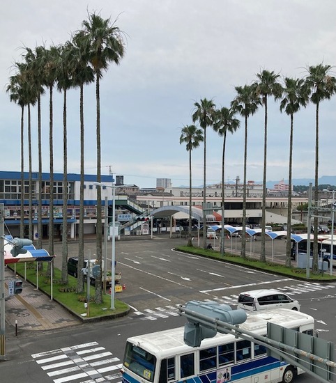 ２０ｍのワシントニアパーム