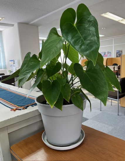 グリーンっていいな🌈