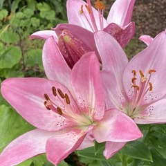 8/11～8/15につきましては