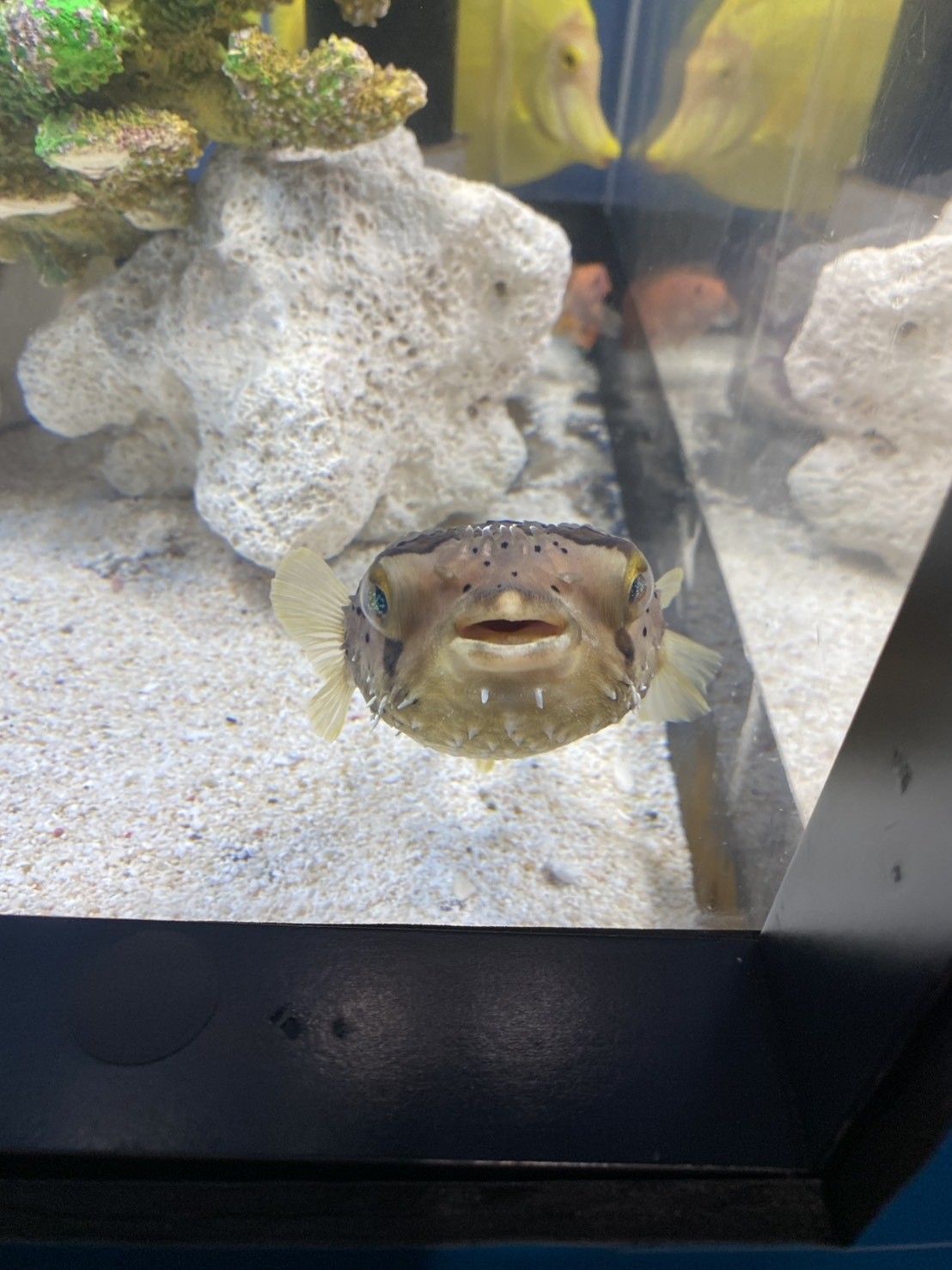 特別活動でサンシャイン水族館へ！