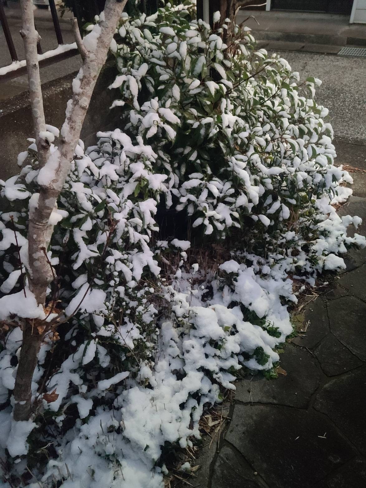 雪やこんこ!?⛄