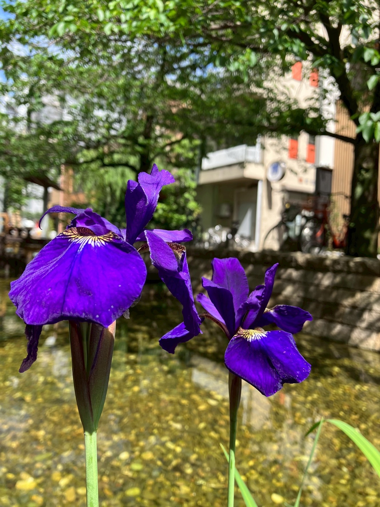 菖蒲の花が綺麗な季節