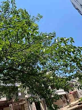 学習センター高知キャンパスの休校日と夏季の健康管理について