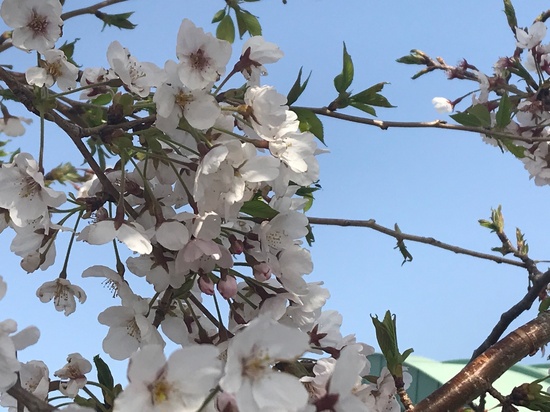 新年度スタートしました！