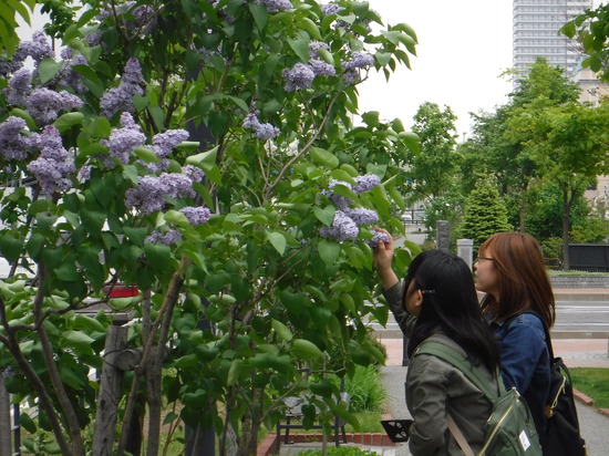 さっぽろライラックまつりに出かけました