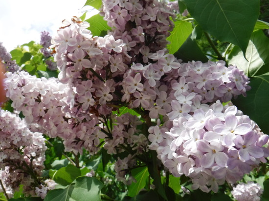 ライラック祭りに参加