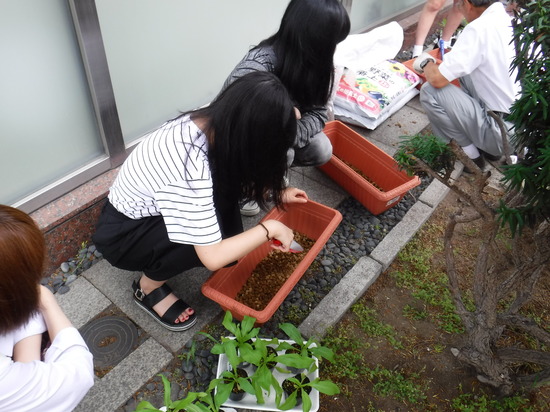 草花の定植をして夏休み