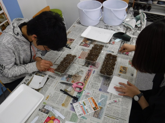 種まきをしました。