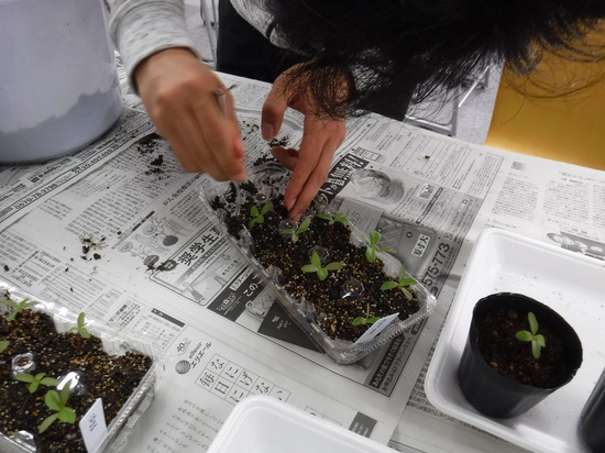 草花の移植をしました。