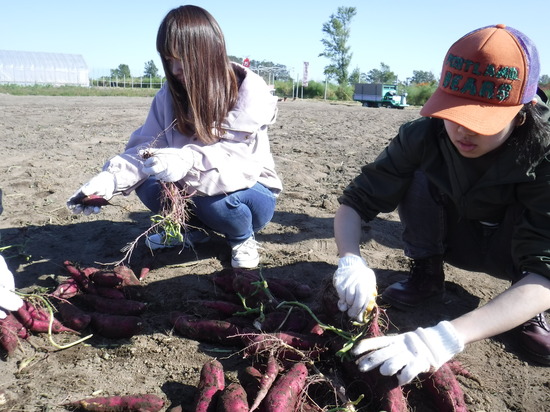 サツマイモの収穫体験をしました！