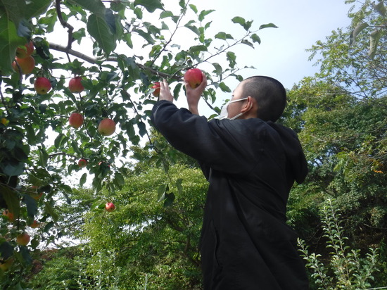 りんご・さつまいもの収穫体験に行ってきました！