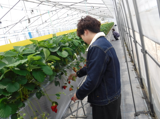 いちご収穫体験に行ってきました！