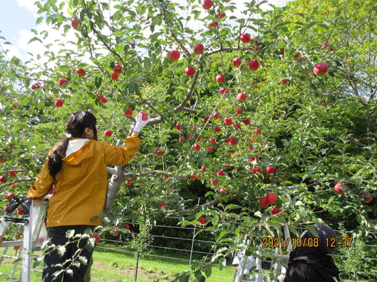 リンゴとサツマイモの収穫体験実施