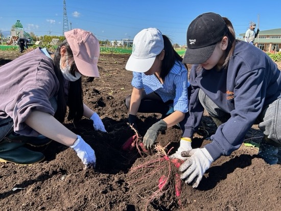 サツマイモの収穫体験実施