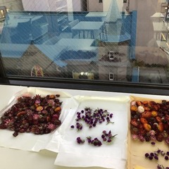 えぞ鹿祭ワークショップのお知らせ