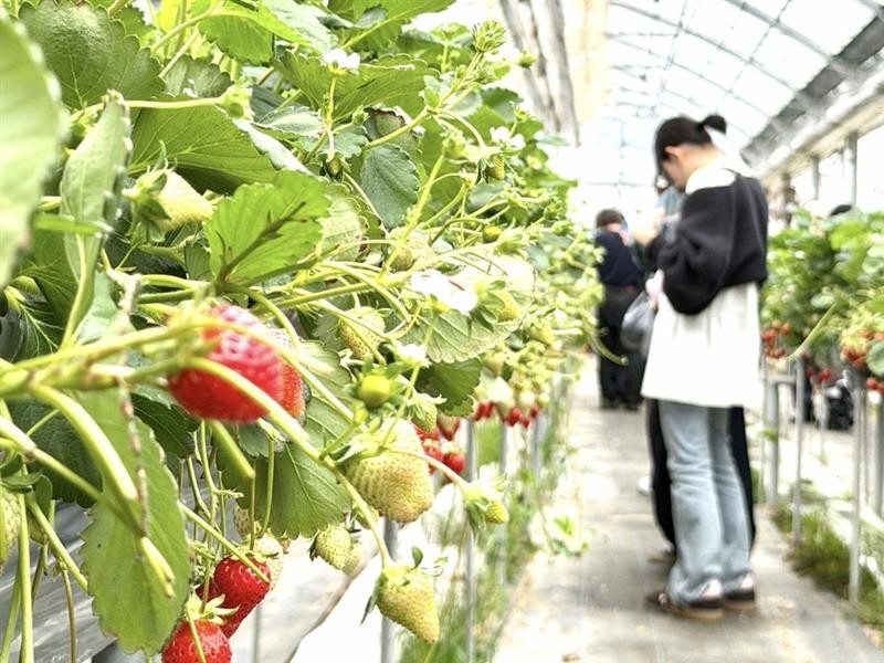 いちご狩り(特別活動)