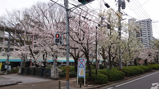 西川緑道公園の桜