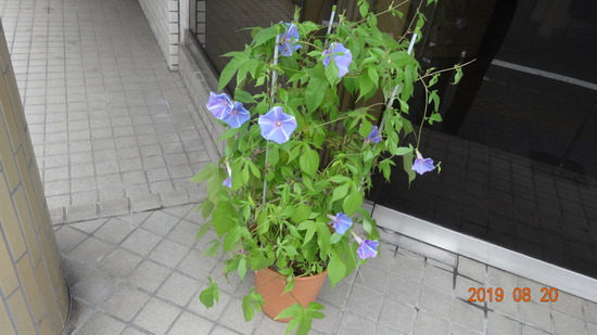 朝顔の花言葉