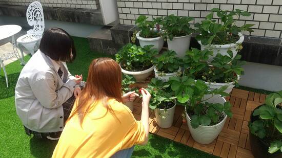 キャンパスの屋上でイチゴを収穫しました