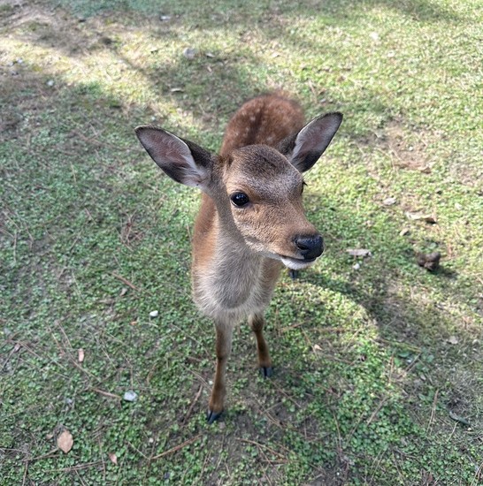♪修学旅行♪（１日目）