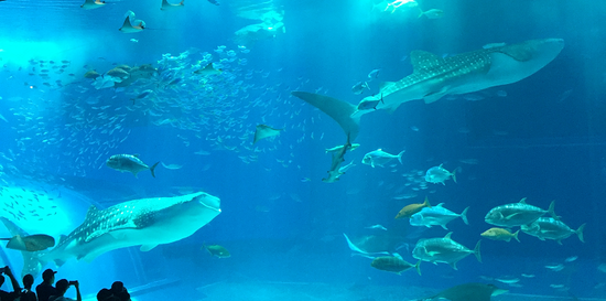 １０月のオープンキャンパス