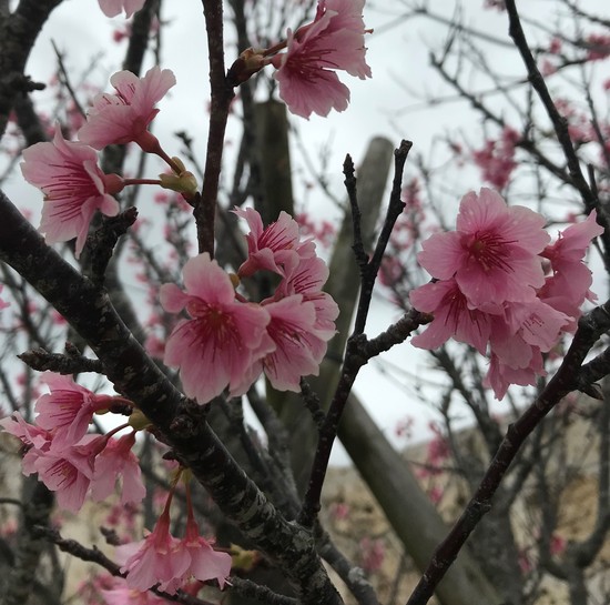 2月の個別相談会について