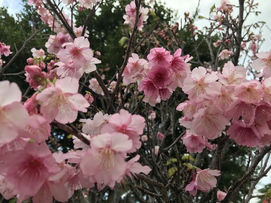 2月のオープンキャンパス