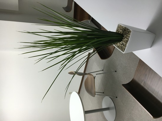 緑が届きました