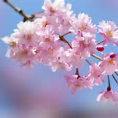 【愛媛】朝日ヶ丘高等学園　春季休校のお知らせ