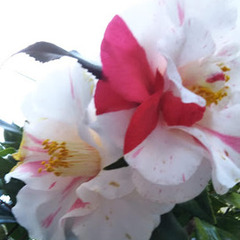 ４月入学の相談・見学は随時受け付けております！