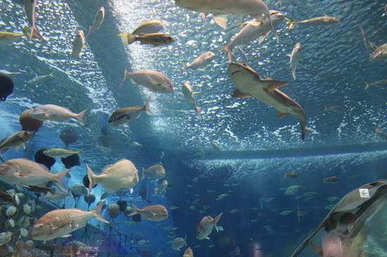 浅虫校外学習～浅虫水族館＋じょもじょも探訪