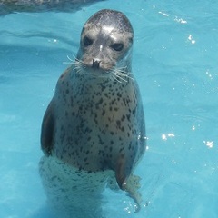 前期スクーリング