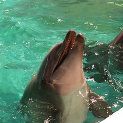 夏季休業のお知らせ