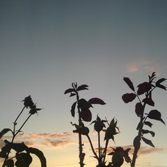 オープンキャンパスのお知らせ