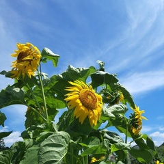 夏季休業のお知らせ