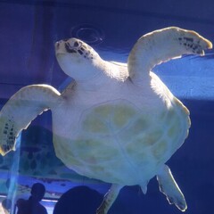 夏季学校説明会のご案内