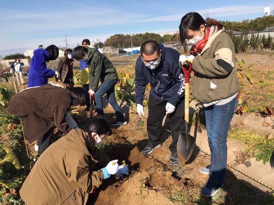 さといも掘り