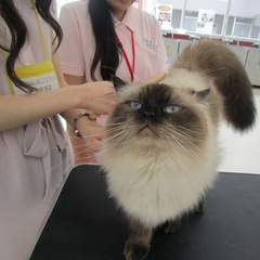 おしごとフェス