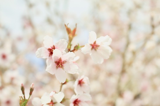 卒業おめでとうございます!