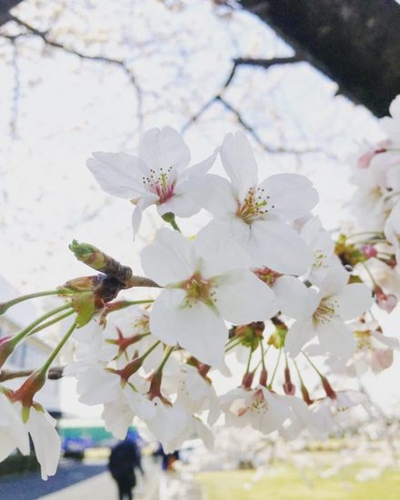 うっちーのブログ　　　　　　　～僕の一年間にわたる検証が始まった件～