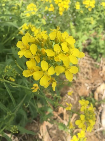 るりっぺ⭐︎ブログ　　～日の出フェニックスプロジェクト～