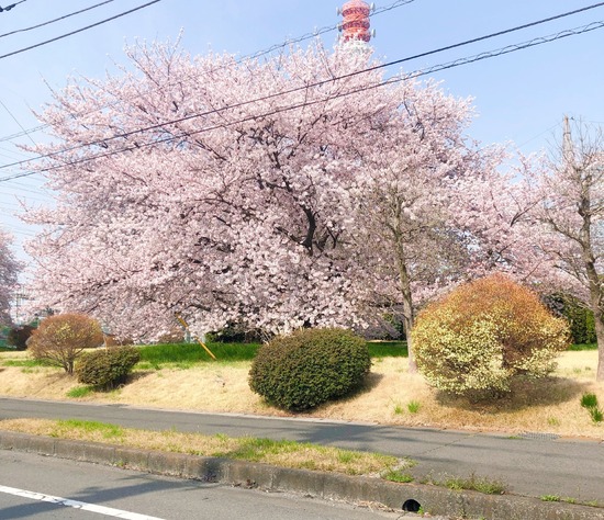 桜もそろそろ…