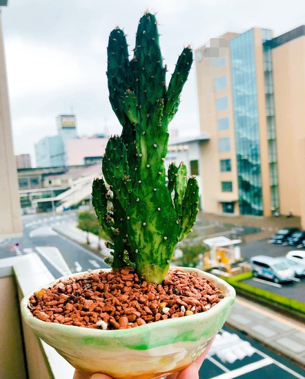 キャンパスに癒やしを