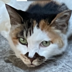 プロになる未来を目指すなら、高校卒業した後か、今か