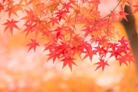 レポート・視聴票締切日