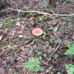 ＊11月　転・編入生　募集中