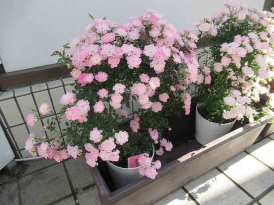 キャンパス玄関前のお花を替えました。